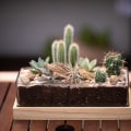 Caring for Cacti - A Plant Care Guide