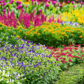 Flowering Garden Plants: Types and Benefits