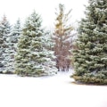 Exploring Evergreen Trees