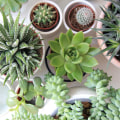 The Benefits of Succulent Plants