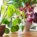 The Benefits of Houseplants