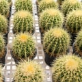 Different Types of Cactus Plants
