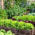 Garden Plant Types – Get to Know Your Vegetables