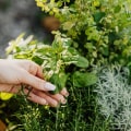 Herb Garden Plants - Everything You Need to Know