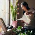 Indoor Plant Care: Everything You Need to Know