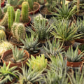 Cacti and Succulents: An Overview