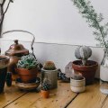 Succulent Care: A Simple Guide