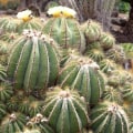 Unique Cactus Species: An Informative Overview