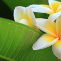 Tropical Flowering Plants: A Comprehensive Overview