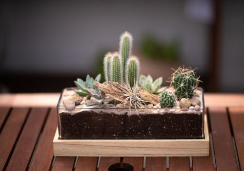 Caring for Cacti - A Plant Care Guide