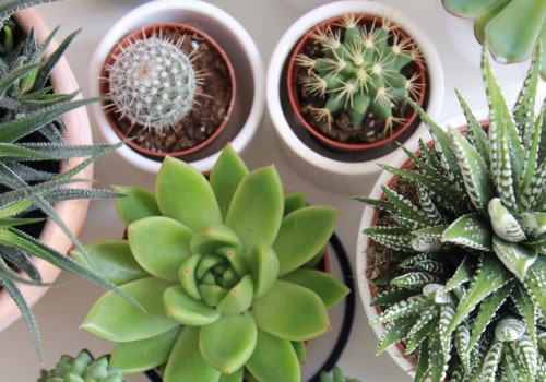 The Benefits of Succulent Plants