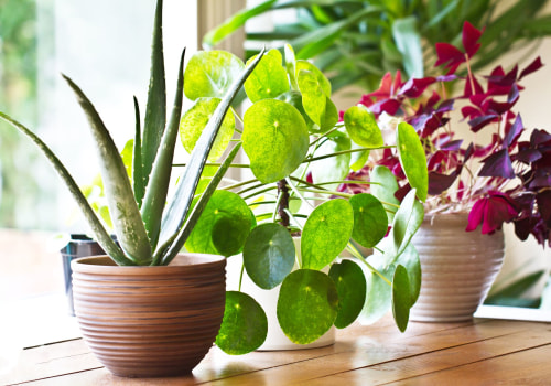 The Benefits of Houseplants