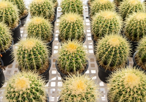 Different Types of Cactus Plants