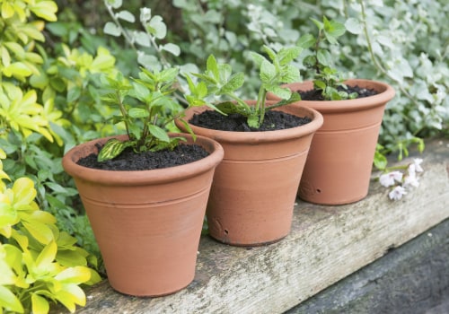 Garden Plant Types: An Overview of Outdoor Plants for Home Gardeners