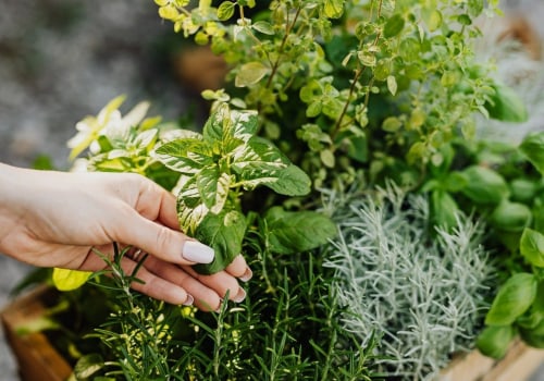 Herb Garden Plants - Everything You Need to Know
