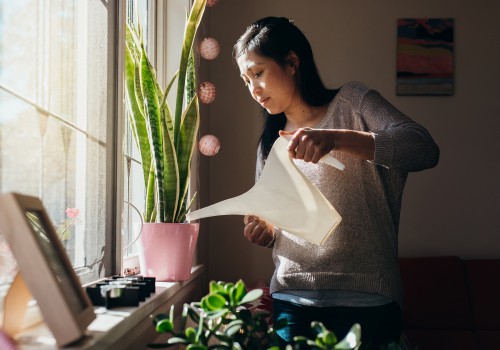 Indoor Plant Care: Everything You Need to Know