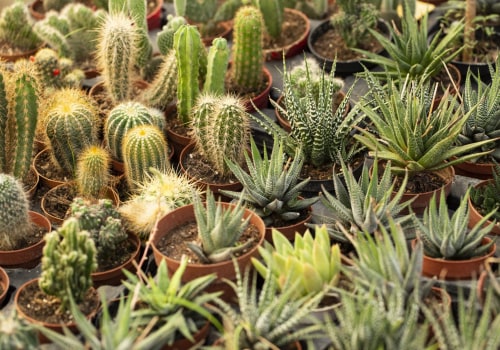 Cacti and Succulents: An Overview