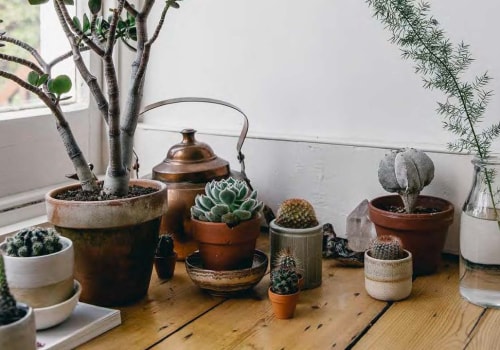 Succulent Care: A Simple Guide