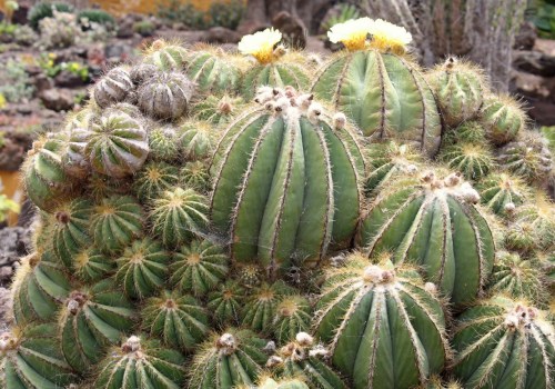 Unique Cactus Species: An Informative Overview