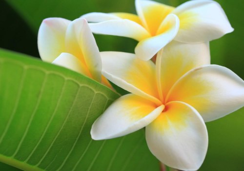 Tropical Flowering Plants: A Comprehensive Overview